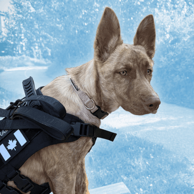 Mika - Tactical Gear Tester